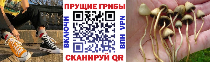 как найти закладки  Красноперекопск  кракен ТОР  Галлюциногенные грибы Psilocybe 